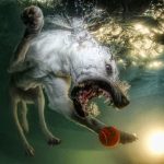underwater-dog-6
