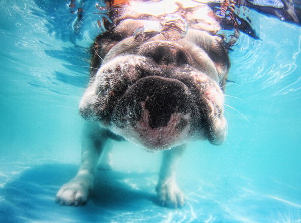 underwater-dog-8